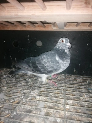 Porumbei cu pedigree 