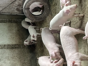 Porci și purcei de vânzare  - imagine 2