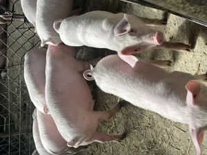 Porci și purcei de vânzare 