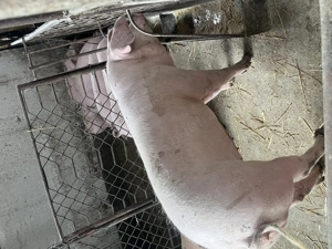 Porci și purcei de vânzare  - imagine 5