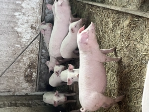 Porci și purcei de vânzare  - imagine 4