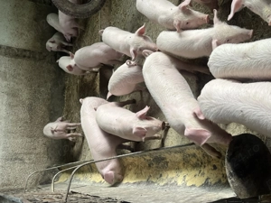 Porci și purcei de vânzare  - imagine 3