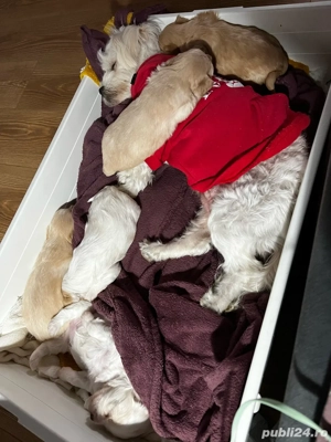 Bichon de vânzare    Pui sănătoși și jucăuși, fără vaccin și fără transport. Se pot vedea la domicil - imagine 3