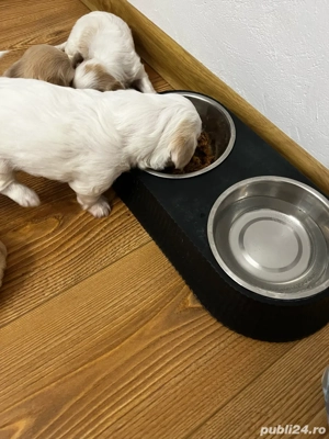 Bichon de vânzare    Pui sănătoși și jucăuși, fără vaccin și fără transport. Se pot vedea la domicil - imagine 5