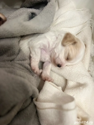 Bichon de vânzare    Pui sănătoși și jucăuși, fără vaccin și fără transport. Se pot vedea la domicil