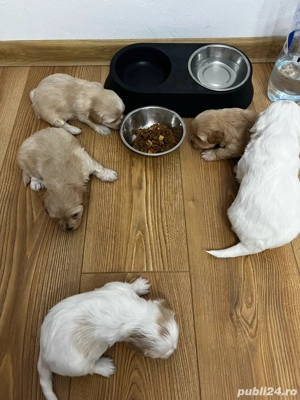 Bichon de vânzare    Pui sănătoși și jucăuși, fără vaccin și fără transport. Se pot vedea la domicil - imagine 4