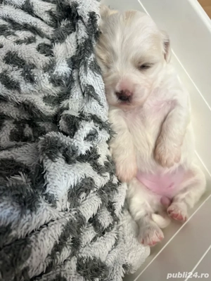 Bichon de vânzare    Pui sănătoși și jucăuși, fără vaccin și fără transport. Se pot vedea la domicil - imagine 2
