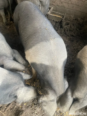 Porc Bazna  - imagine 3