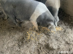 Porc Bazna  - imagine 2