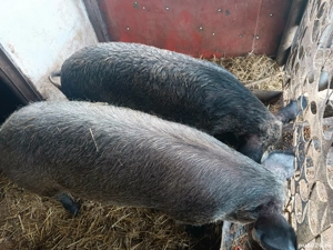 porci si purcei  - imagine 2 porci si purcei  - imagine 2