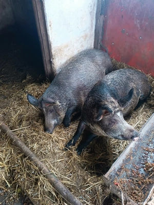 porci si purcei  - imagine 4 porci si purcei  - imagine 4