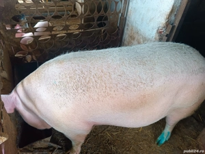 porci si purcei  - imagine 3 porci si purcei  - imagine 3