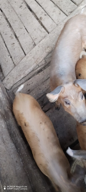 Vand două purcele  - imagine 2