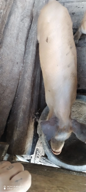 Vand două purcele  - imagine 3