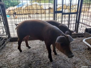 vand purcei duroc - imagine 4