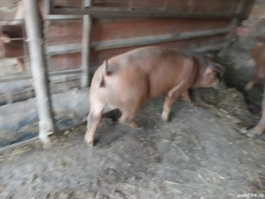 vand purcei duroc - imagine 3