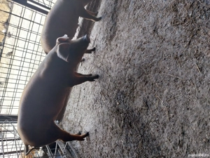 vand purcei duroc - imagine 2