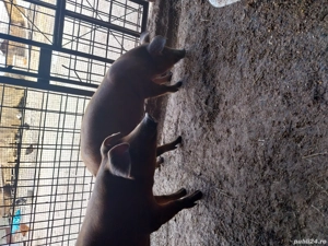 vand purcei duroc - imagine 5