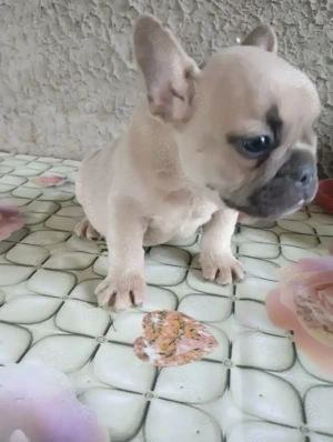 Bulldog francez catei