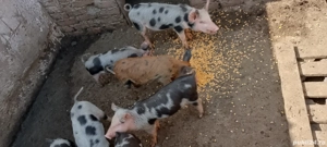 purcei de vânzare  - imagine 4