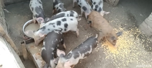 purcei de vânzare  - imagine 3