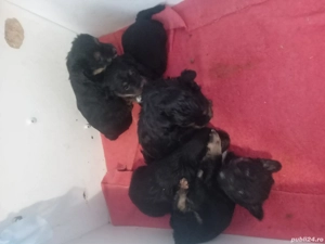 Vand YorkshireTerrier