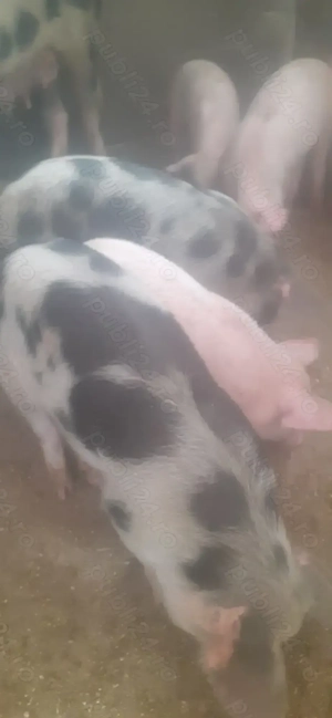 Vind purcei de 8 saptamini