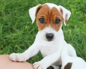 Pui Jack Russell Terrier- energici și jucăuși, perfecți pentru familie!