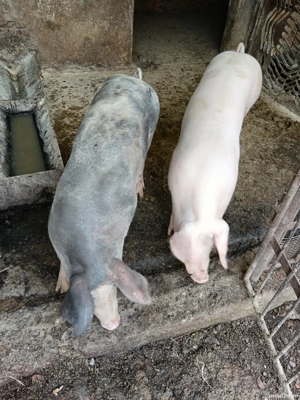 Purcei Pietrain - imagine 2