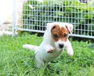 Pui Jack RusselTerrier - un Companion energic și adorabil pentru familie și copii  - imagine 2