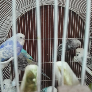 Peruși foarte frumoși și sănătoși! - imagine 2