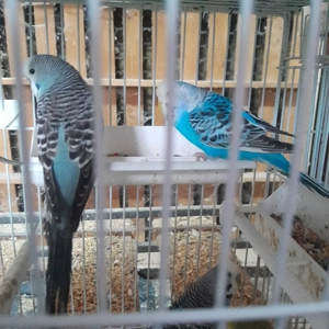 Peruși foarte frumoși și sănătoși! - imagine 3