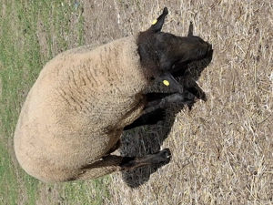 Berbec rasa sufolk - imagine 2