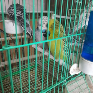 Peruși Standard foarte prietenoși! - imagine 2