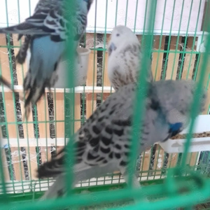 Peruși Standard foarte prietenoși!