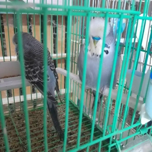 Peruși Standard foarte prietenoși! - imagine 3