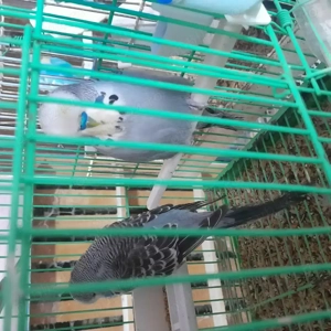 Peruși Standard foarte prietenoși! - imagine 3