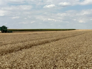 Vand teren agricol 6ha la canal de irigatii functional