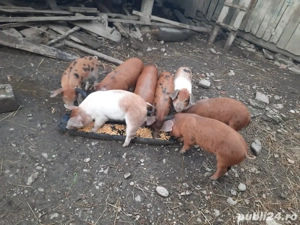 Vand purcei  - imagine 2