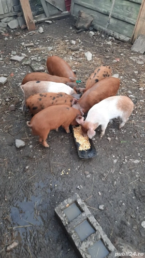 Vand purcei  - imagine 3