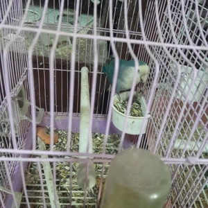 Papagali Agapornis foarte vioi! - imagine 2