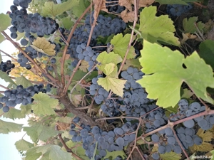 vand vin rosu de butuc productie 2025