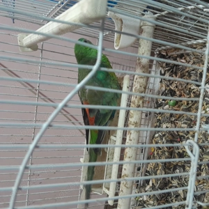 Papagali Cântători minunați! - imagine 2