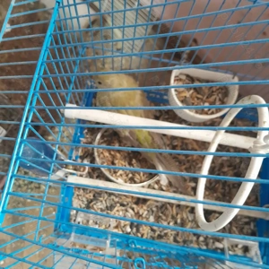 Papagali Cântători minunați! - imagine 3