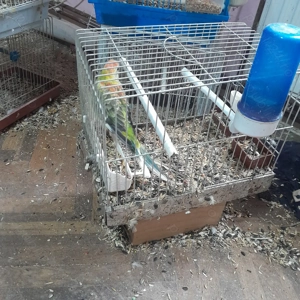 Papagali Cântători minunați! - imagine 5