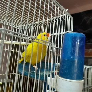 Papagali Kakariki bucuroși!