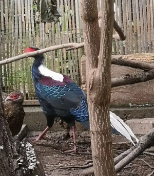 Vand diverse specii de fazani  eotici