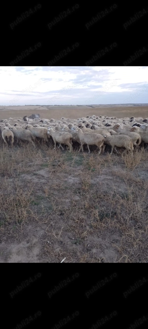 Vând oi cu miei și tineret