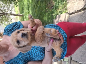 Cățelușe metis tekel