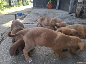 Cățelușe metis tekel - imagine 3